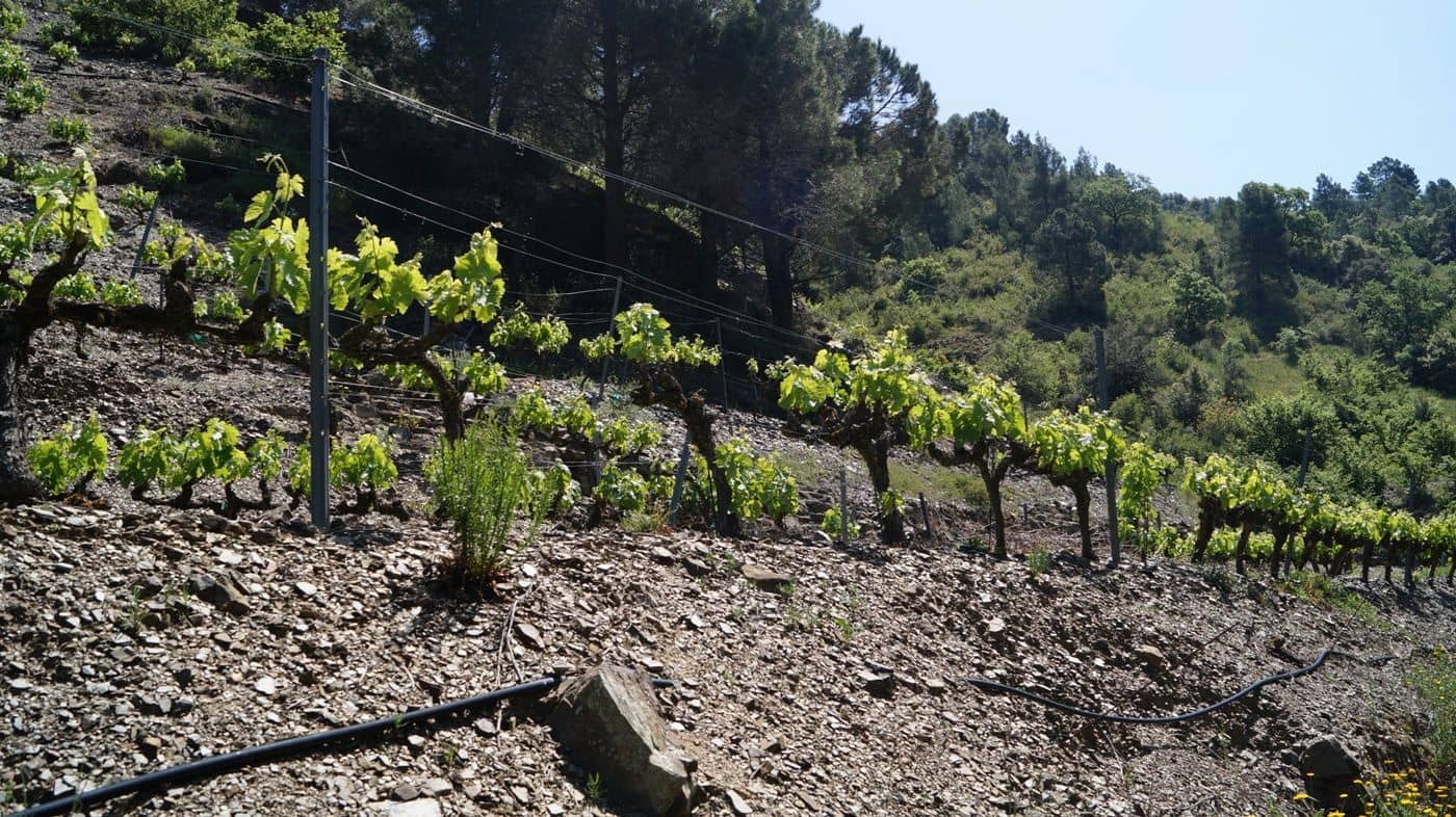 Finca/Hus på landet till salu i Gratallops - 320 000 € (Ref: 9617973)