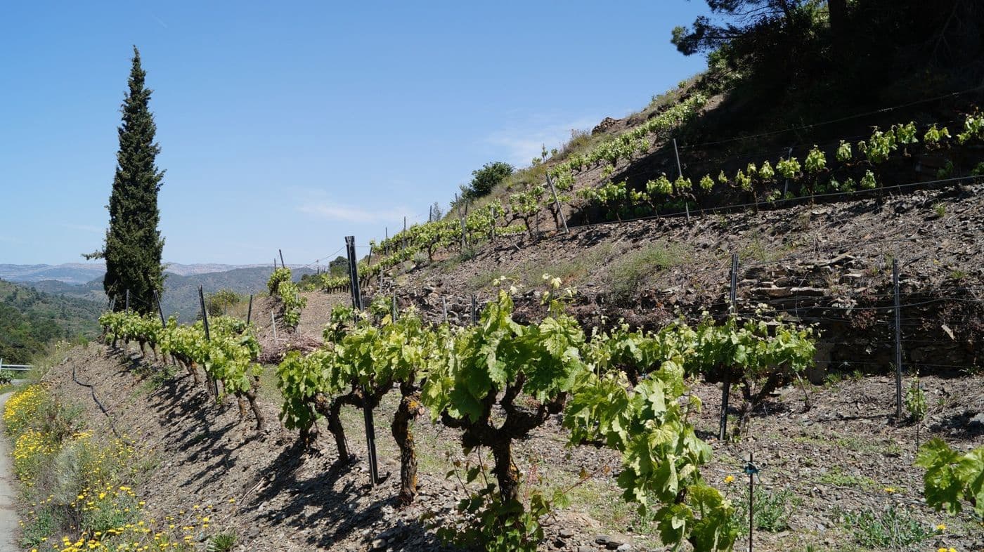 Finca/Hus på landet till salu i Gratallops - 320 000 € (Ref: 9617973)