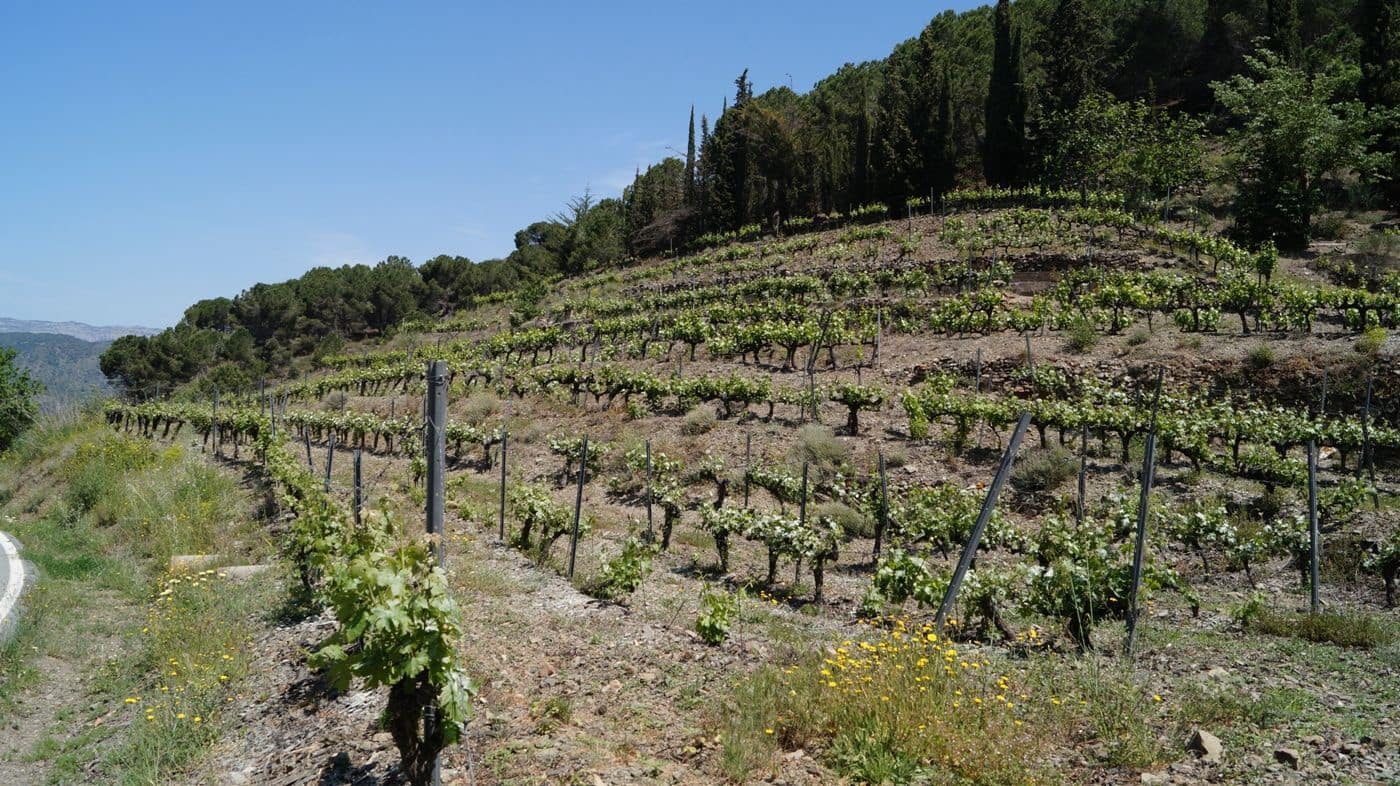 Finca/Hus på landet till salu i Gratallops - 320 000 € (Ref: 9617973)