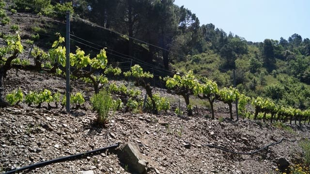 Finca/Hus på landet till salu i Gratallops - 320 000 € (Ref: 9617973)