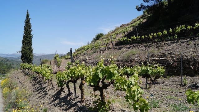 Finca/Hus på landet till salu i Gratallops - 320 000 € (Ref: 9617973)