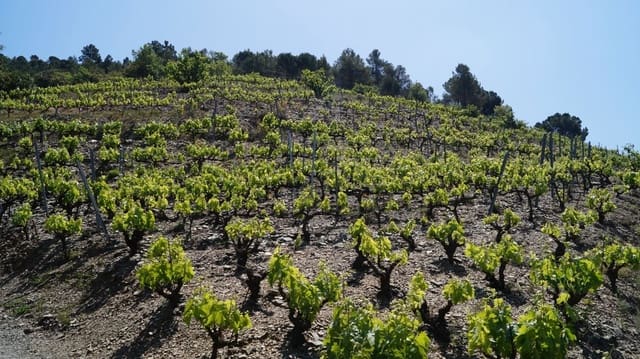 Finca/Hus på landet till salu i Gratallops - 320 000 € (Ref: 9617973)