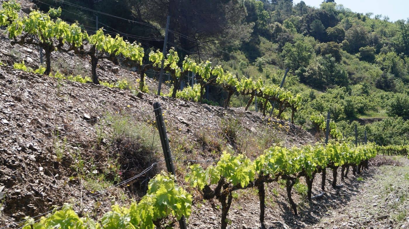 Finca/Hus på landet till salu i Gratallops - 320 000 € (Ref: 9617973)