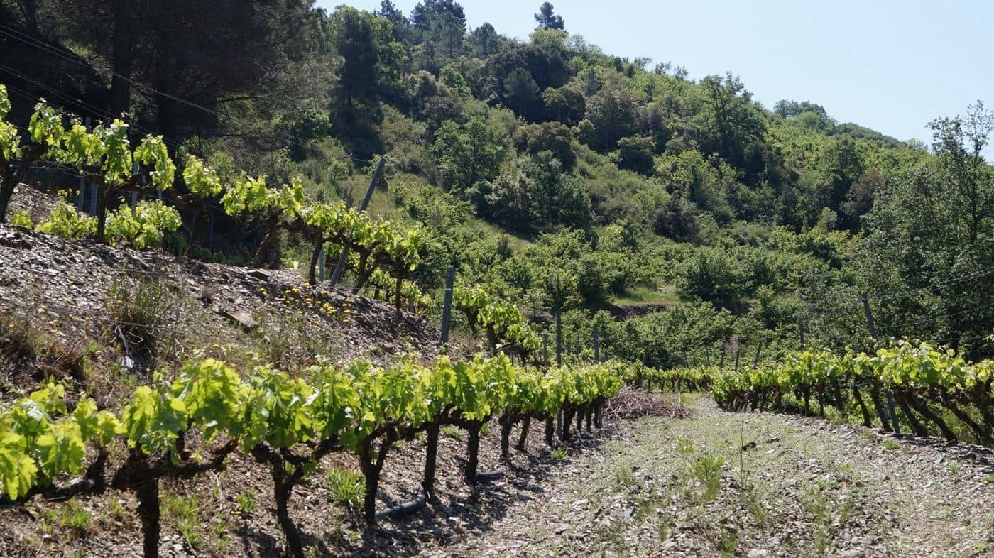 Finca/Hus på landet till salu i Gratallops - 320 000 € (Ref: 9617973)