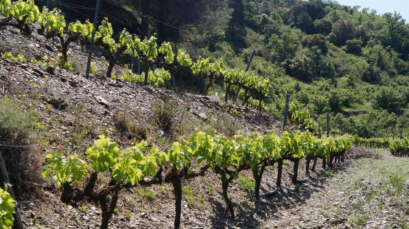 Finca/Hus på landet till salu i Gratallops - 320 000 € (Ref: 9617973)