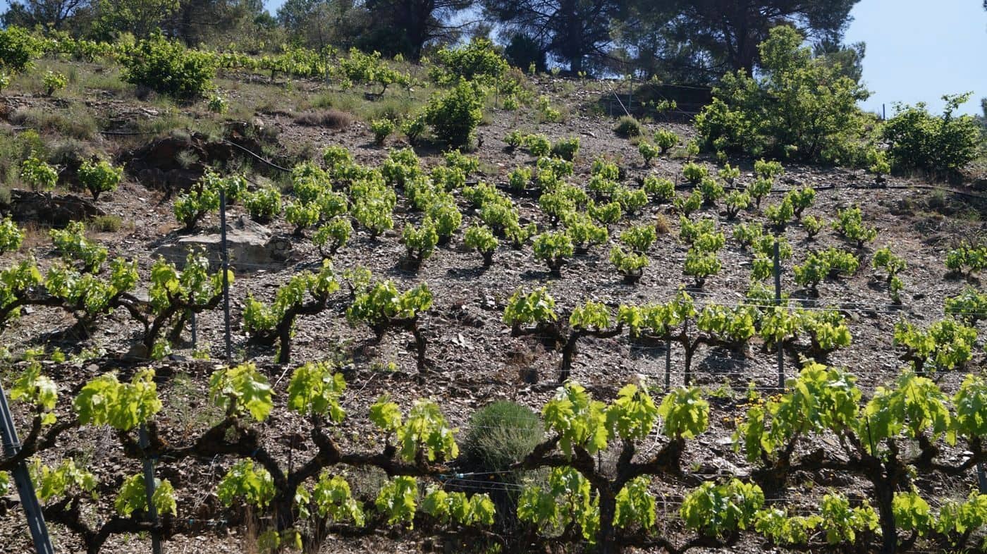 Finca/Hus på landet till salu i Gratallops - 320 000 € (Ref: 9617973)