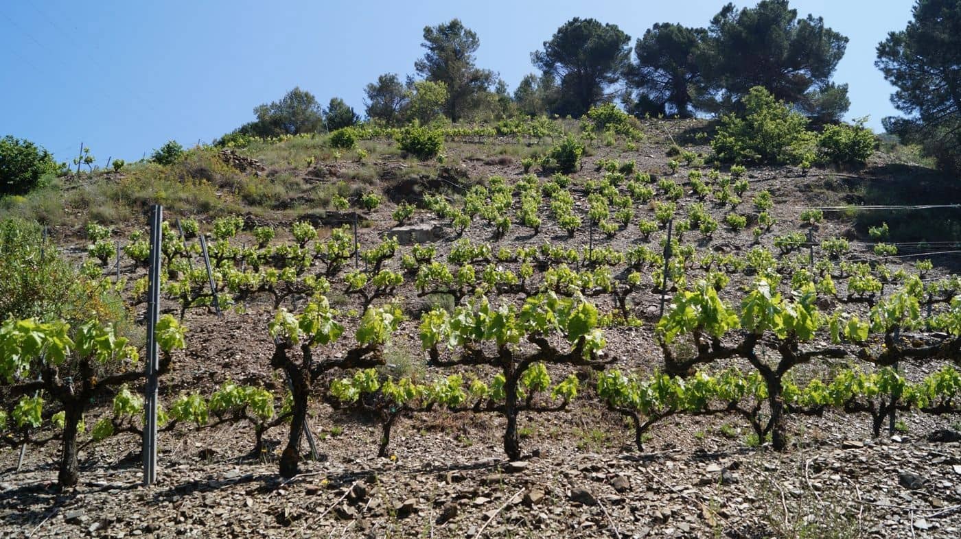 Finca/Hus på landet till salu i Gratallops - 320 000 € (Ref: 9617973)