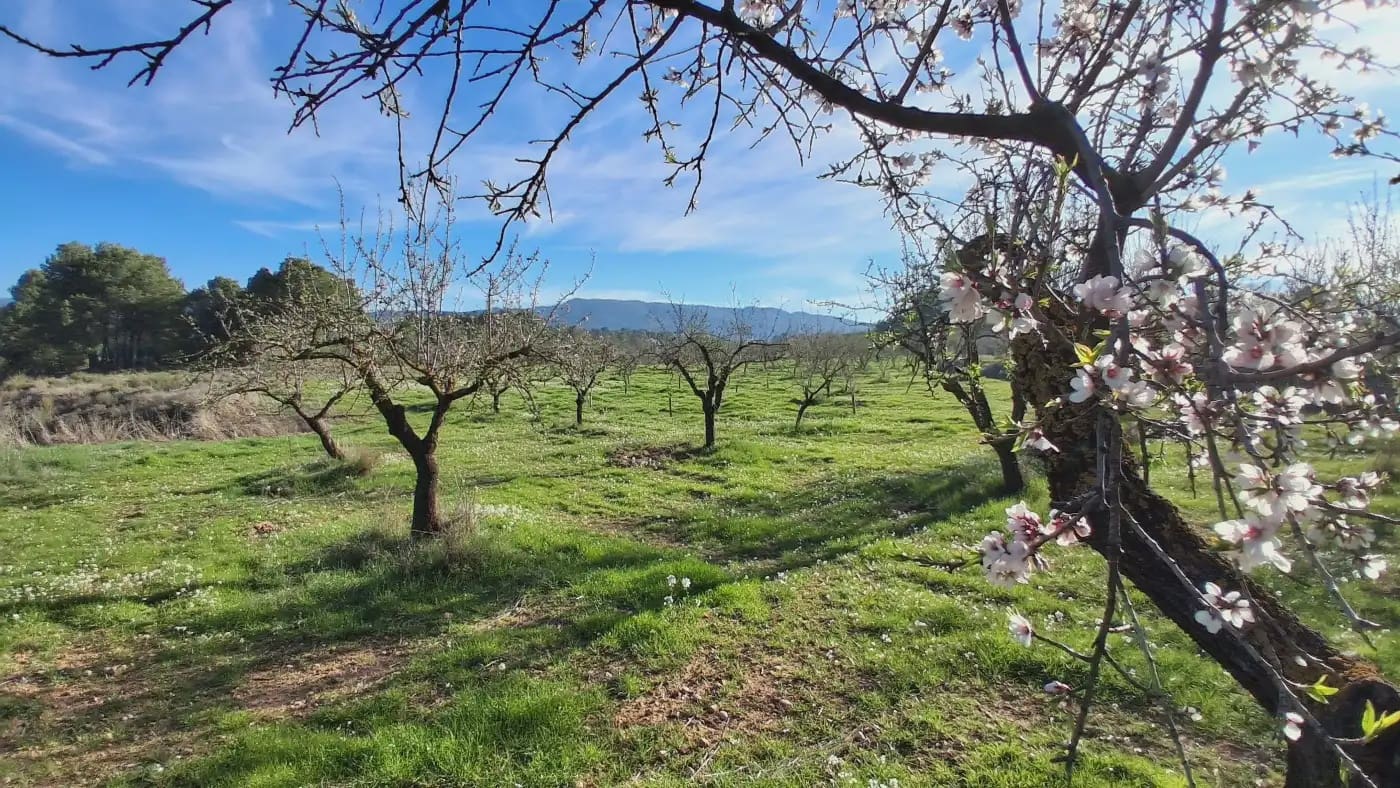 Finca/Country House for sale in El Vilosell - € 45,000 (Ref: 9801405)