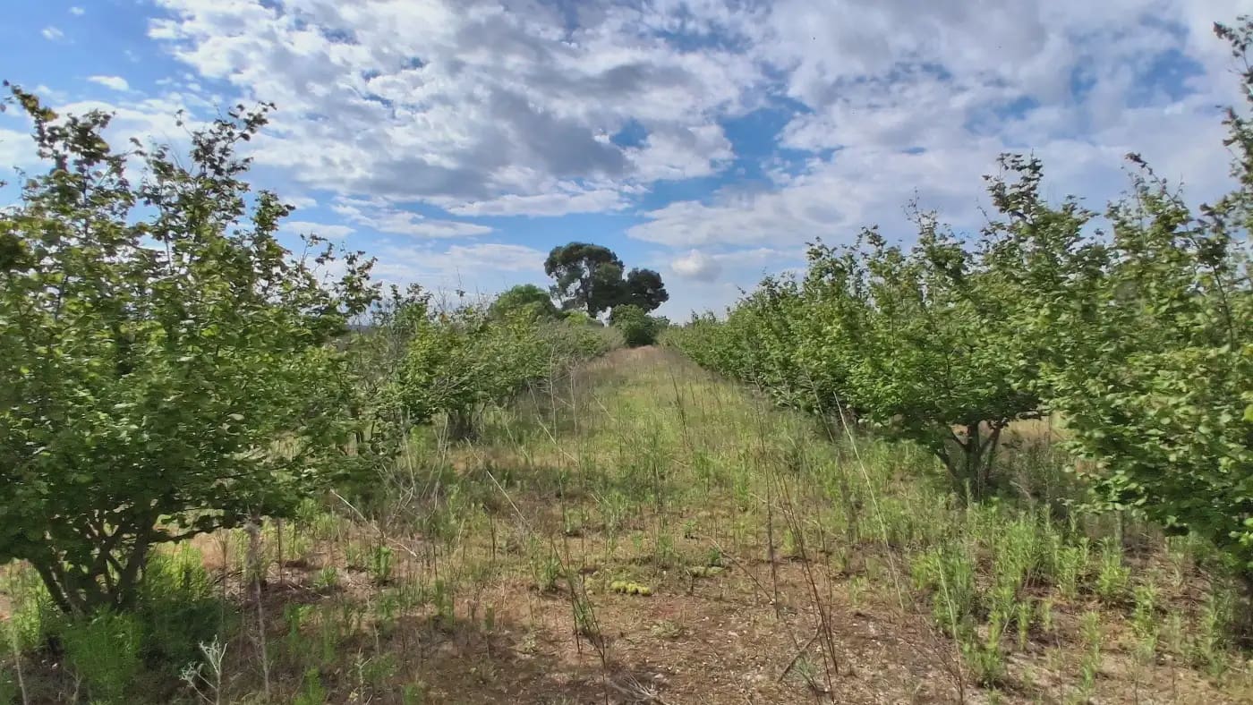 Finca/Country House for sale in El Mila - € 160,000 (Ref: 9885301)