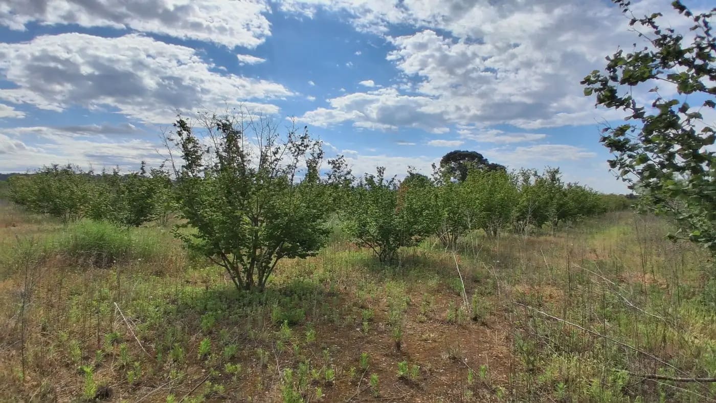 Finca/Country House for sale in El Mila - € 160,000 (Ref: 9885301)