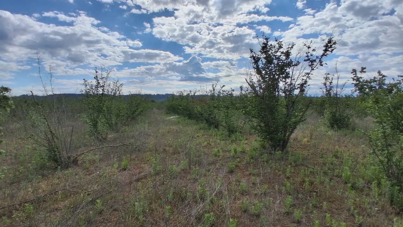 Finca/Country House for sale in El Mila - € 160,000 (Ref: 9885301)