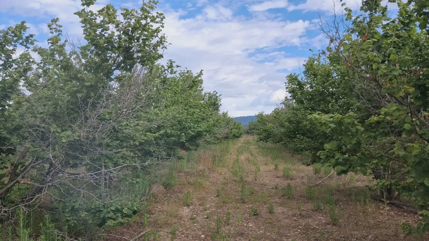 Finca/Country House for sale in El Mila - € 160,000 (Ref: 9885301)