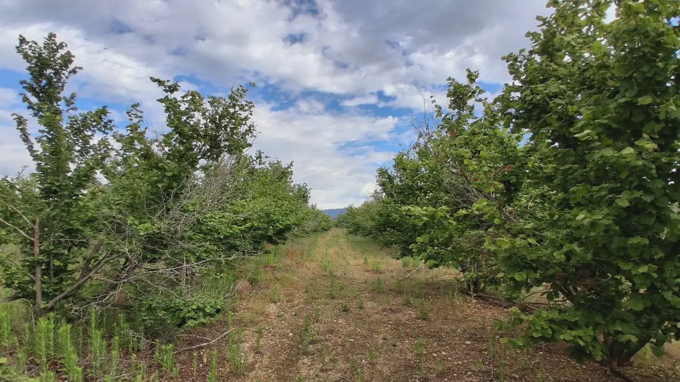 Finca/Country House for sale in El Mila - € 160,000 (Ref: 9885301)