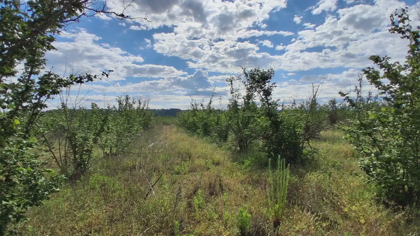 Finca/Country House for sale in El Mila - € 160,000 (Ref: 9885301)