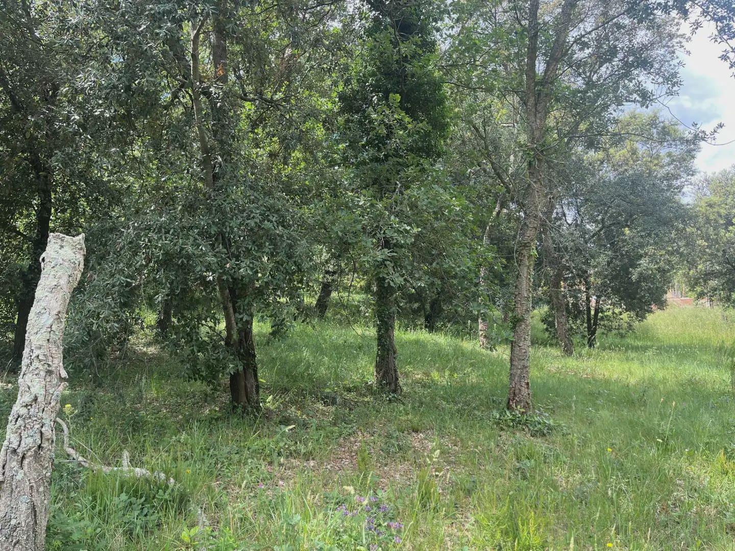 Building Plot for sale in Bescano - € 38,000 (Ref: 9849993)