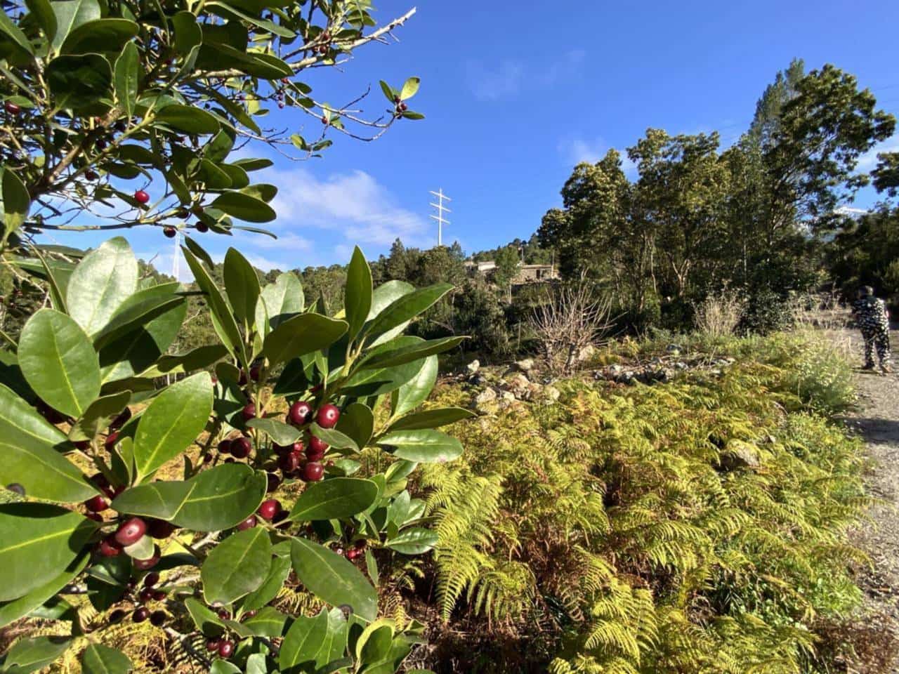 Ubebygd land til salgs i Icod de los Vinos - € 255 000 (Ref: 9618551)