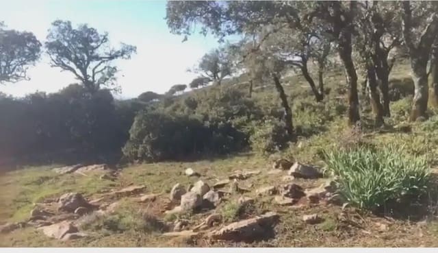 Terre non Aménagée à vendre à Benaoján - 495 000 € (Ref: 9843832)