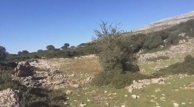 Terre non Aménagée à vendre à Benaoján - 495 000 € (Ref: 9843832)