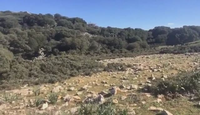 Terre non Aménagée à vendre à Benaoján - 495 000 € (Ref: 9843832)