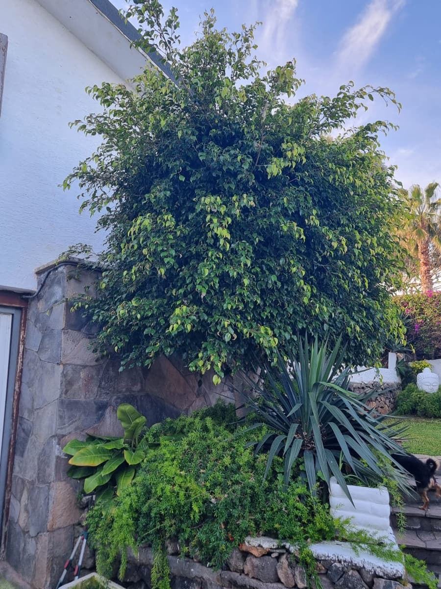 2 camera da letto Villa in vendita in El Sauzal con piscina garage - 460.000 € (Rif: 9763260)