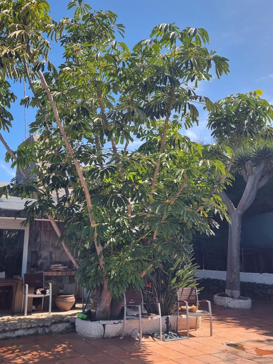 2 camera da letto Villa in vendita in El Sauzal con piscina garage - 460.000 € (Rif: 9763260)