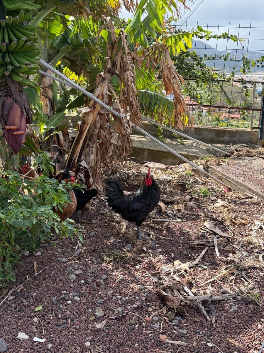 4 soveværelse Villa til salg i San Cristobal de La Laguna med swimmingpool garage - € 990.000 (Ref: 9679866)