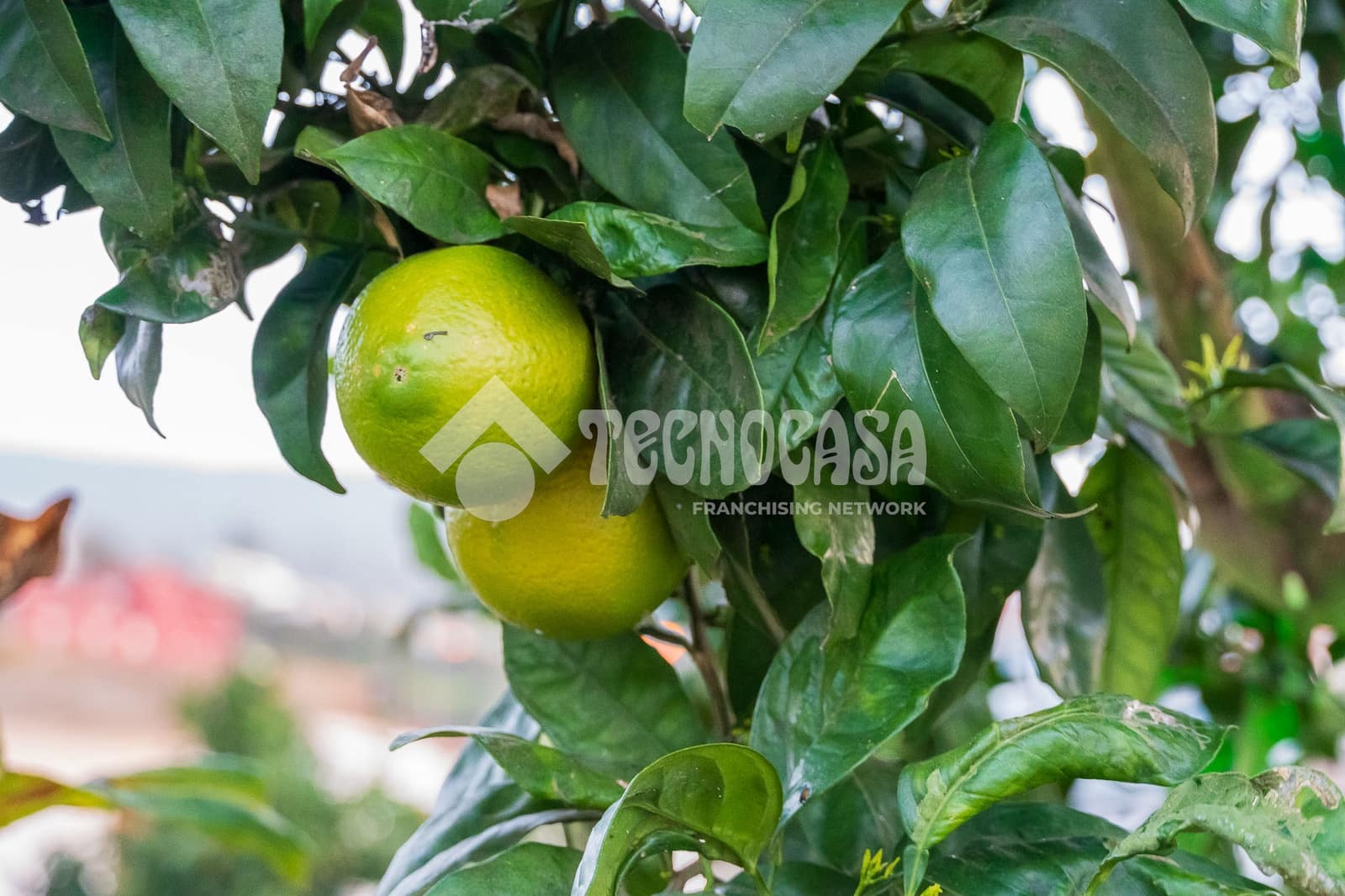 7 sypialnia Dom na sprzedaż w La Orotava z garażem - 1 550 000 € (Ref: 9628356)