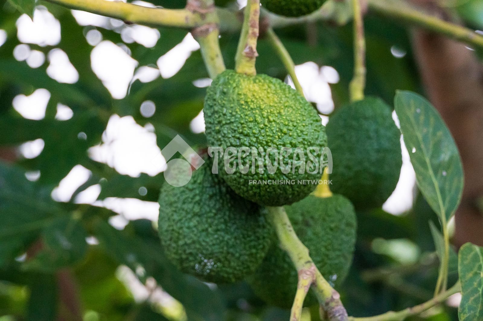 7 sypialnia Dom na sprzedaż w La Orotava z garażem - 1 550 000 € (Ref: 9628356)