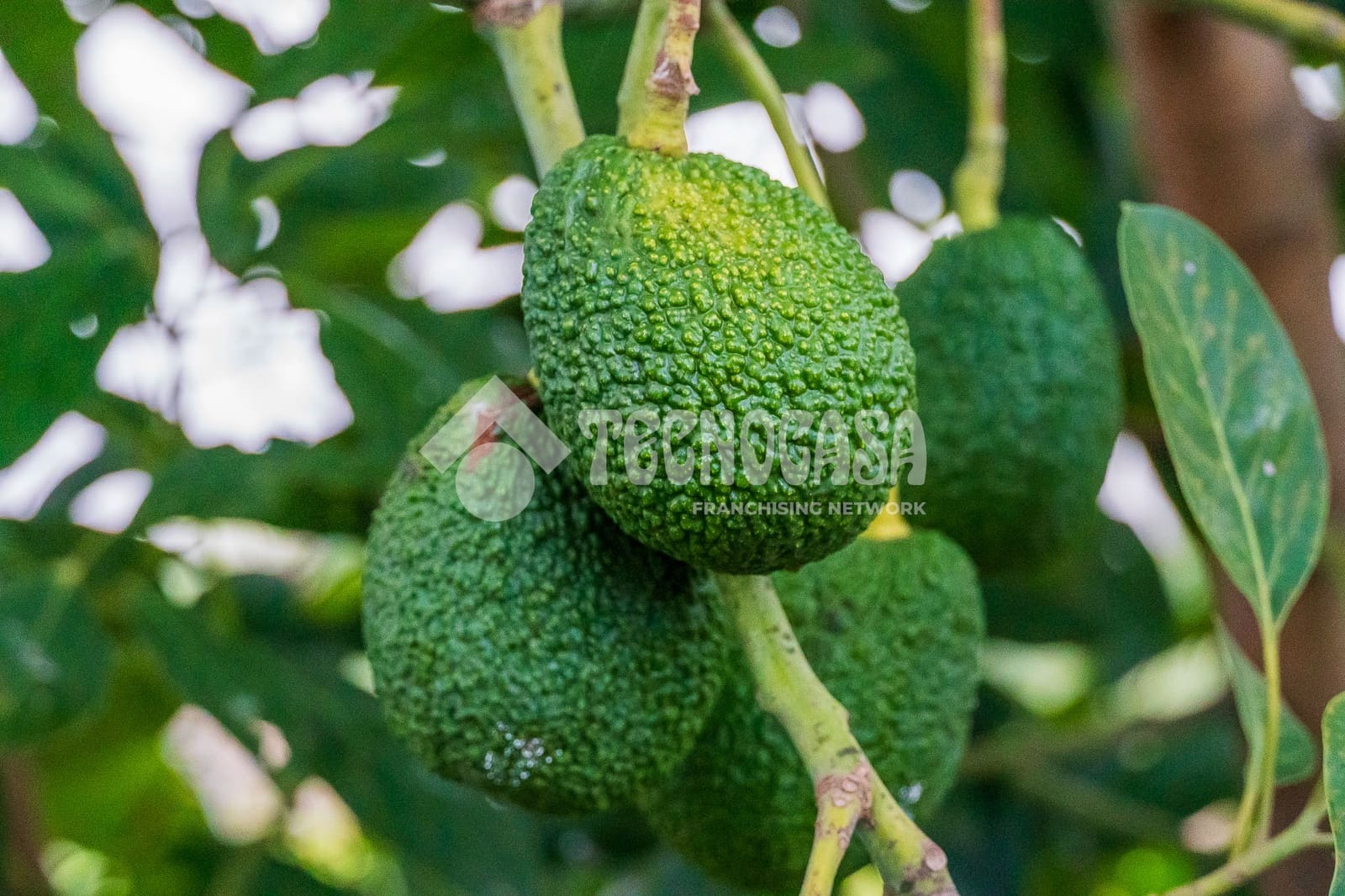 7 sypialnia Dom na sprzedaż w La Orotava z garażem - 1 550 000 € (Ref: 9628356)