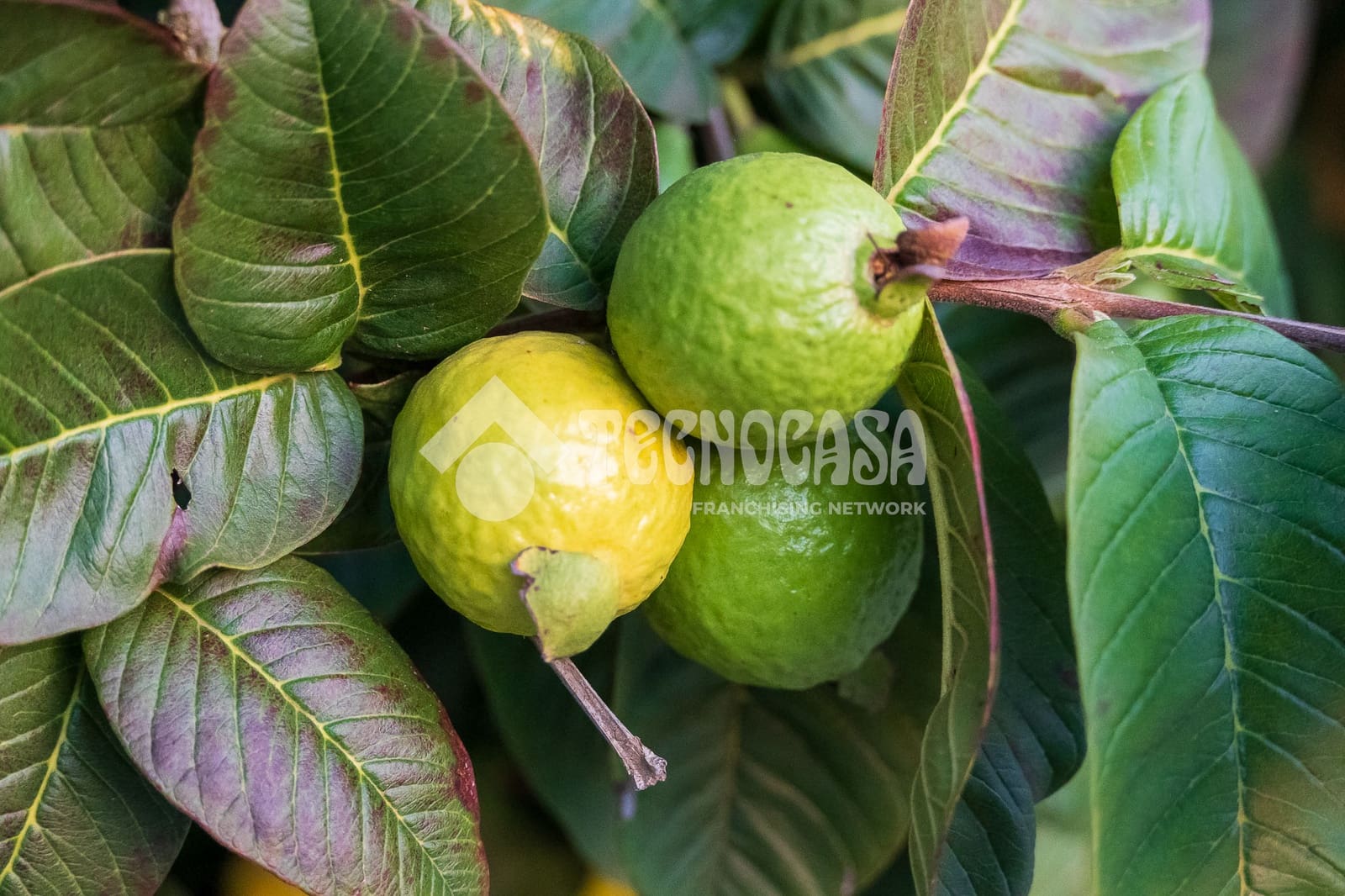 7 sypialnia Dom na sprzedaż w La Orotava z garażem - 1 550 000 € (Ref: 9628356)