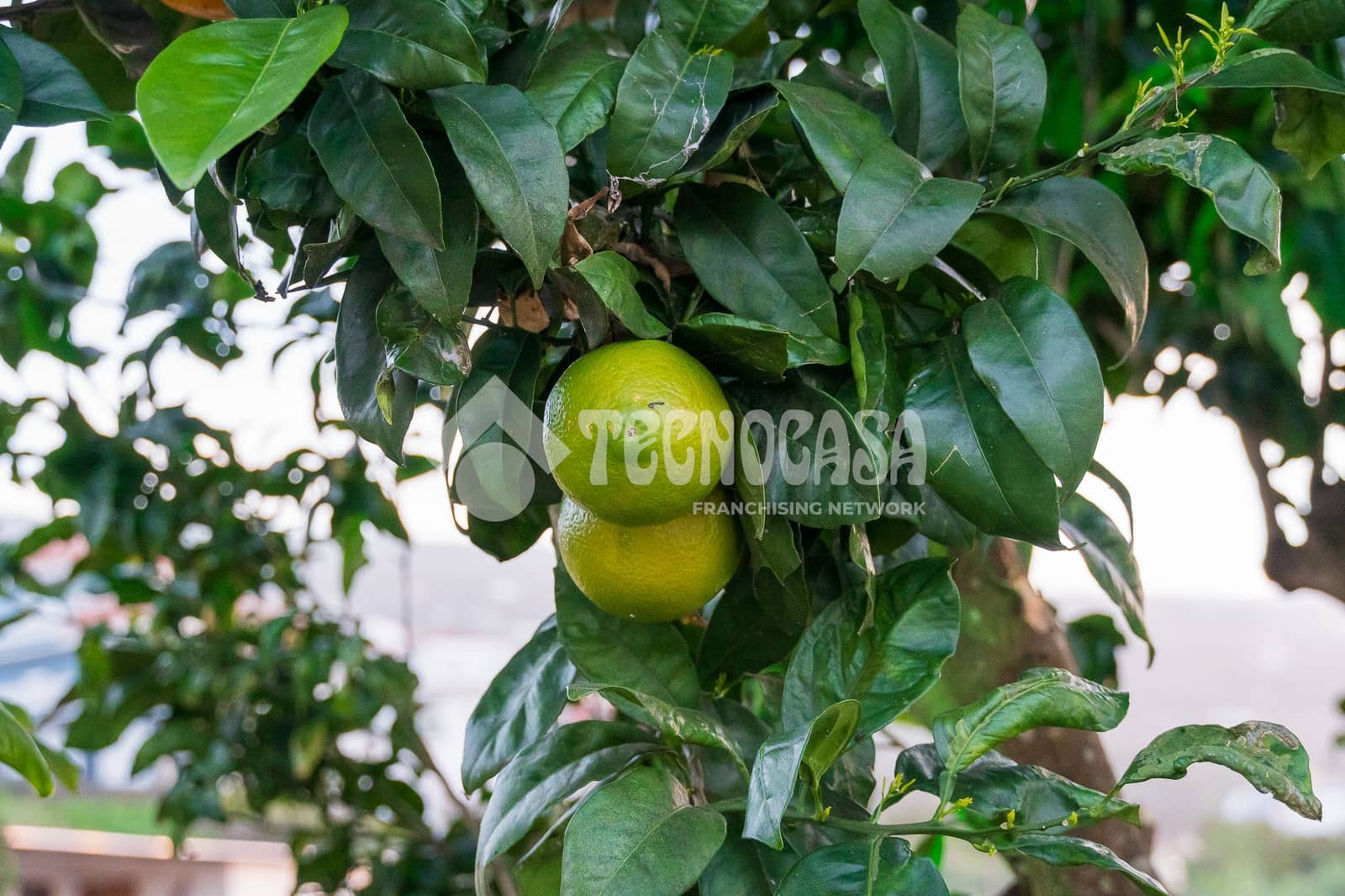 7 sypialnia Dom na sprzedaż w La Orotava z garażem - 1 550 000 € (Ref: 9628356)