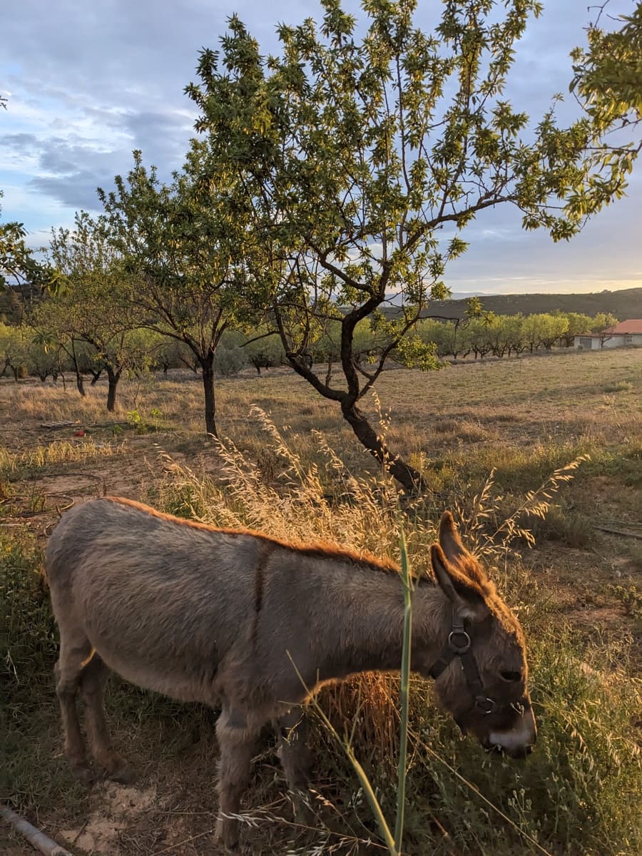 4 soveværelse Finca/Landehus til salg i San Agustin - € 285.000 (Ref: 9969002)