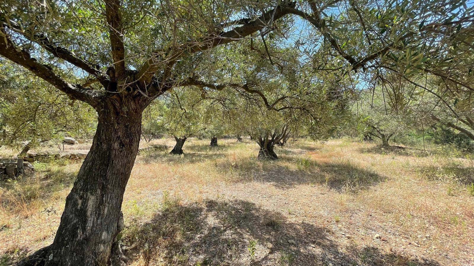 5 soveværelse Finca/Landehus til salg i Vilajuiga - € 595.000 (Ref: 9852233)