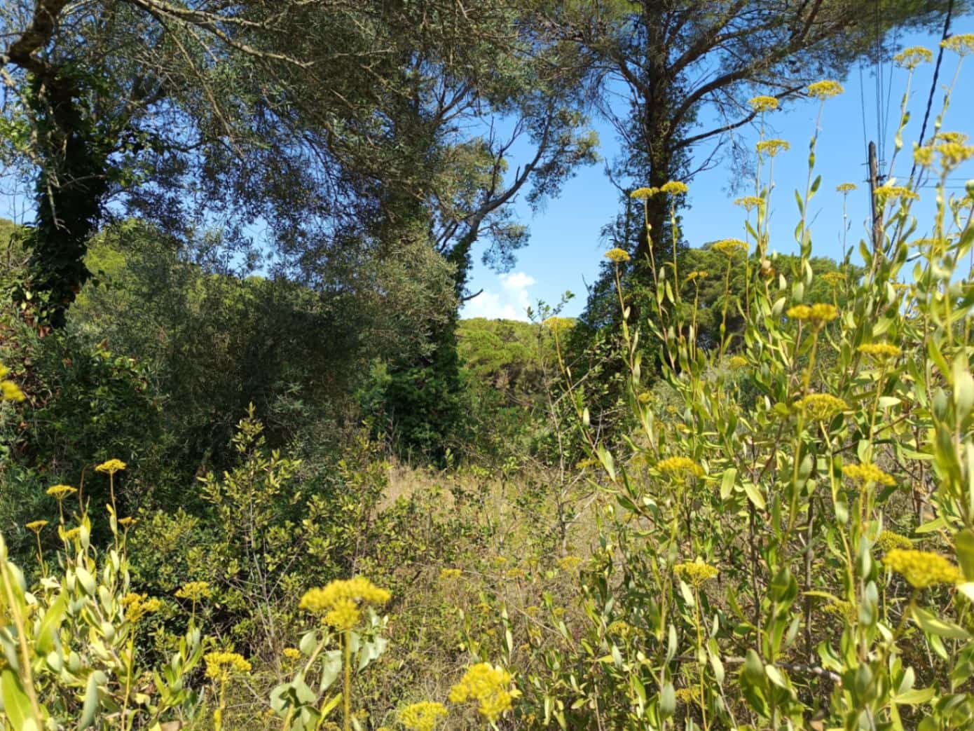 Terreno para Construção para venda em Tamariu - 315 000 € (Ref: 9852240)