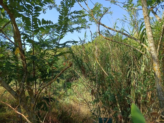 Terreno para Construção para venda em Tamariu, Palafrugell - 315 000 € (Ref: 9852240)
