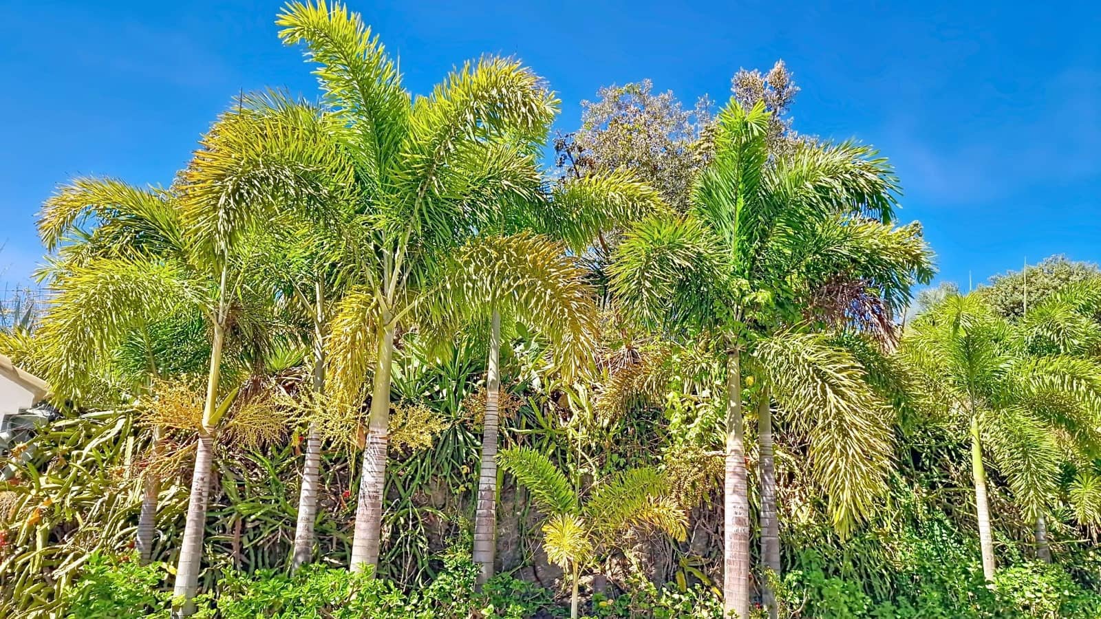 4 soverom Finca/Herregård til salgs i Velez-Malaga med svømmebasseng garasje - € 890 000 (Ref: 9626275)