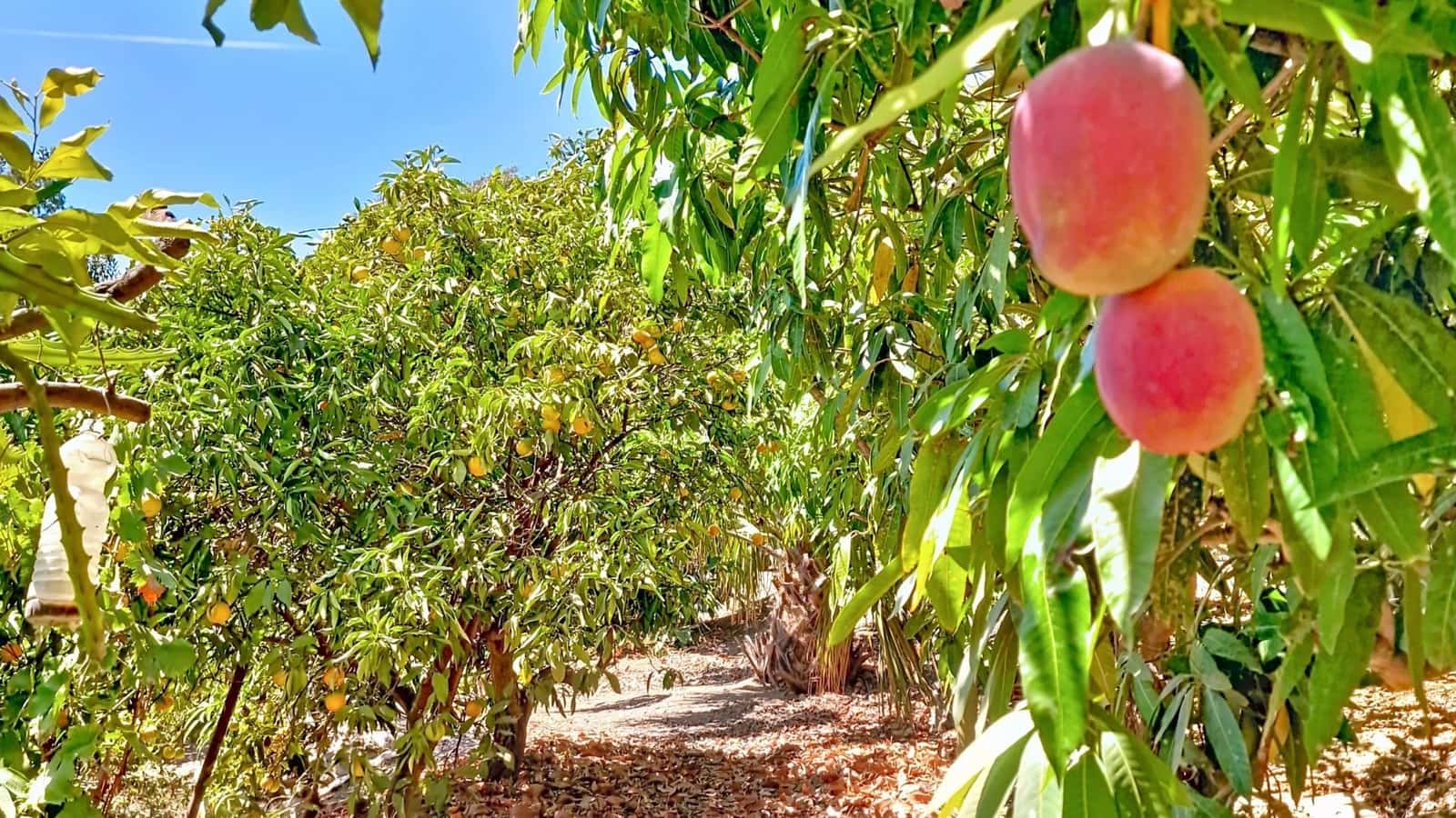 4 soverom Finca/Herregård til salgs i Velez-Malaga med svømmebasseng garasje - € 890 000 (Ref: 9626275)