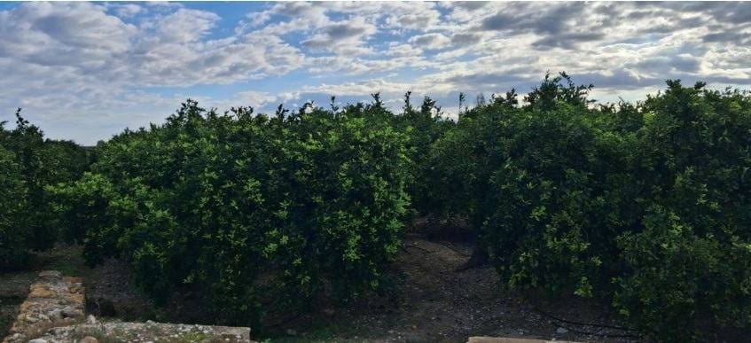 2 sypialnia Finka/Dom wiejski na sprzedaż w Oliva z basenem garażem - 210 000 € (Ref: 9783158)