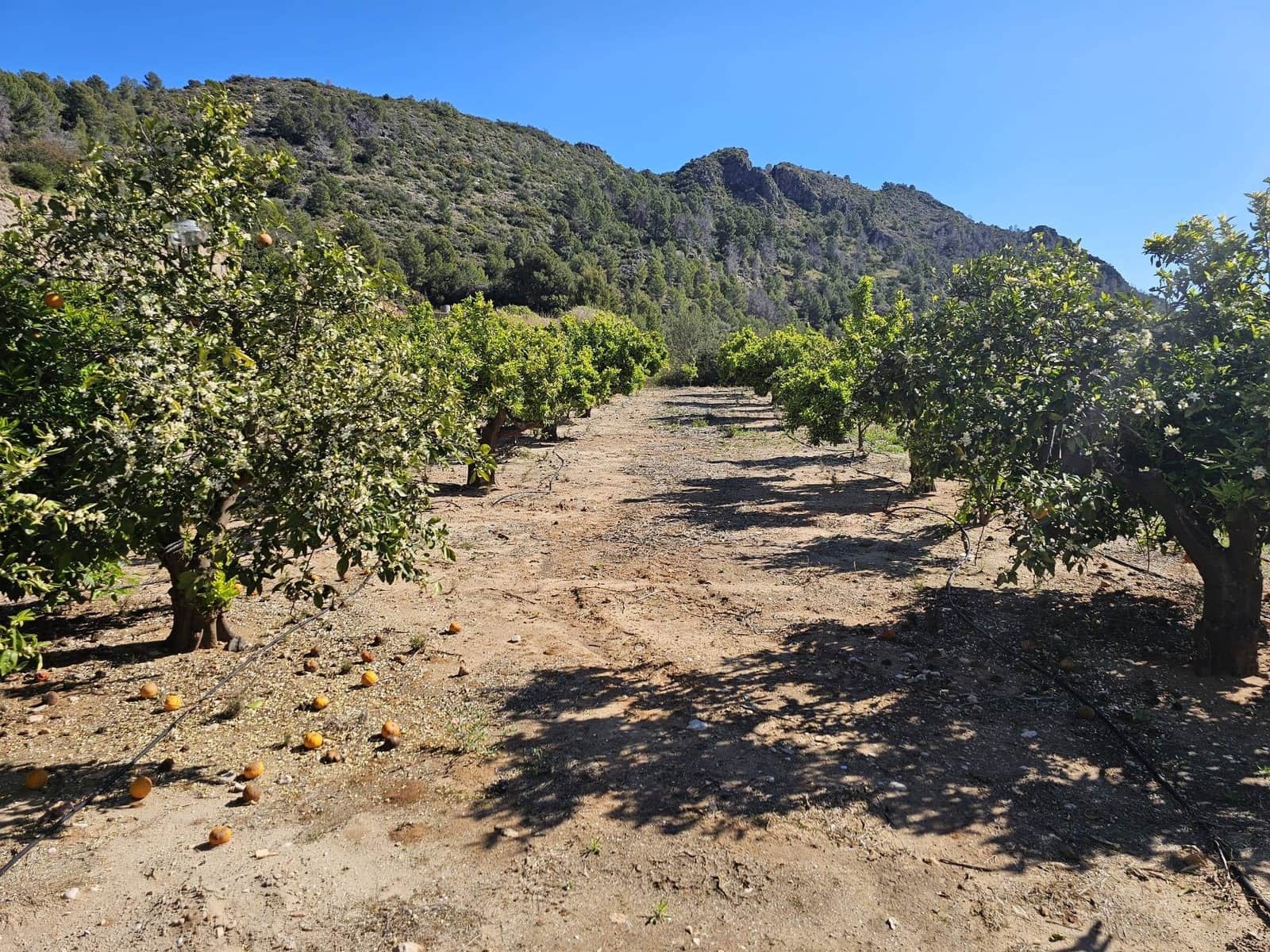 2 sypialnia Finka/Dom wiejski na sprzedaż w Oliva z basenem garażem - 210 000 € (Ref: 9783158)