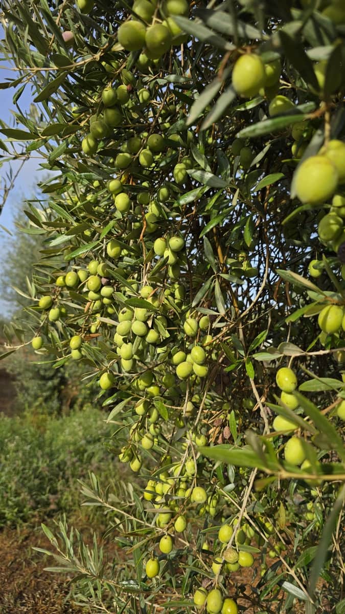 4 bedroom Finca/Country House for sale in Pilas - € 320,000 (Ref: 9632636)