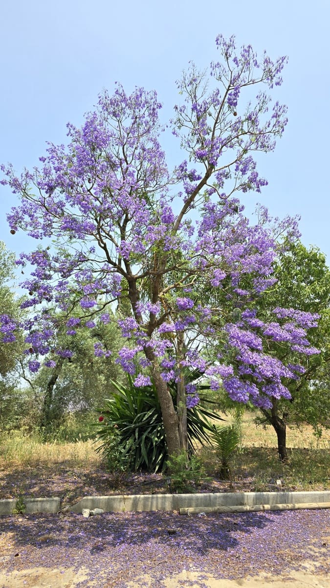 4 bedroom Finca/Country House for sale in Pilas - € 320,000 (Ref: 9632636)