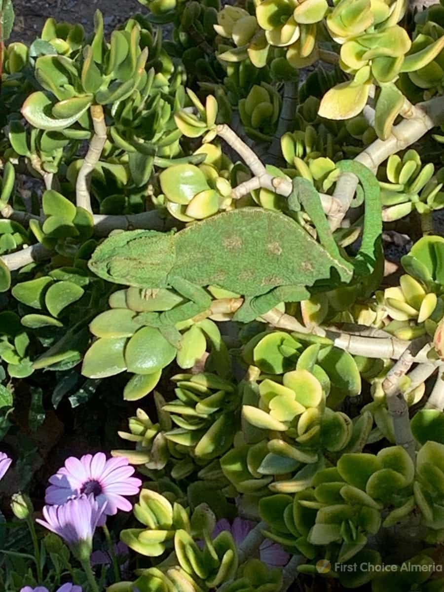 Chalet de 4 habitaciones en Mojácar en venta con garaje - 795.000 € (Ref: 9337771)