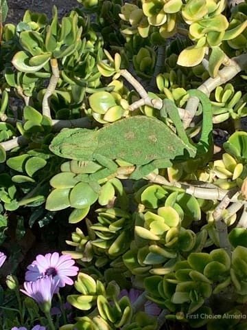 Chalet de 4 habitaciones en Mojácar en venta con garaje - 795.000 € (Ref: 9337771)