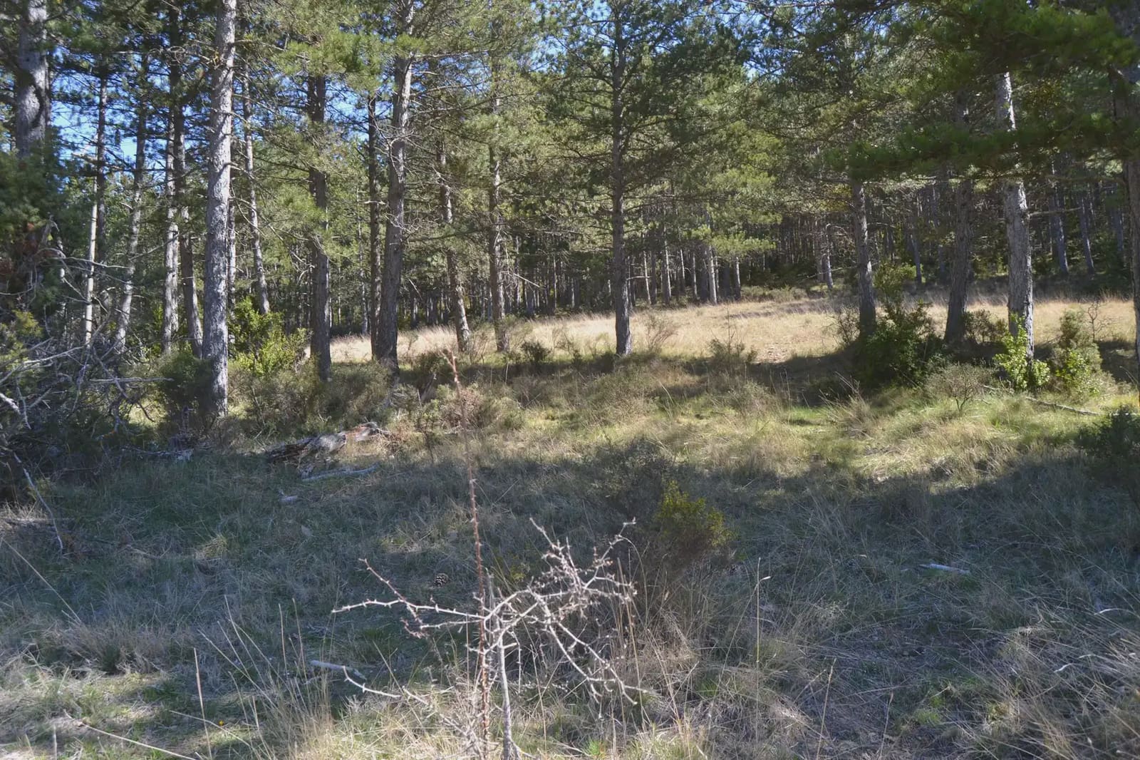 Terreno Não Urbanizado para venda em Jaca - 65 000 € (Ref: 9963466)