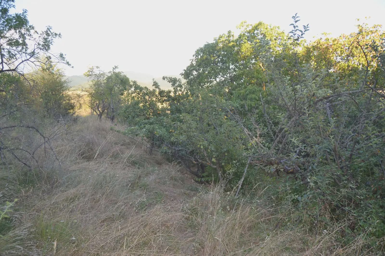 Terreno Non Edificato in vendita in Jasa - 80.000 € (Rif: 9963492)