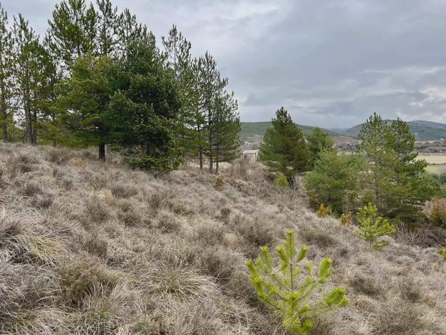 Terre non Aménagée à vendre à Jaca - 42 000 € (Ref: 9963507)