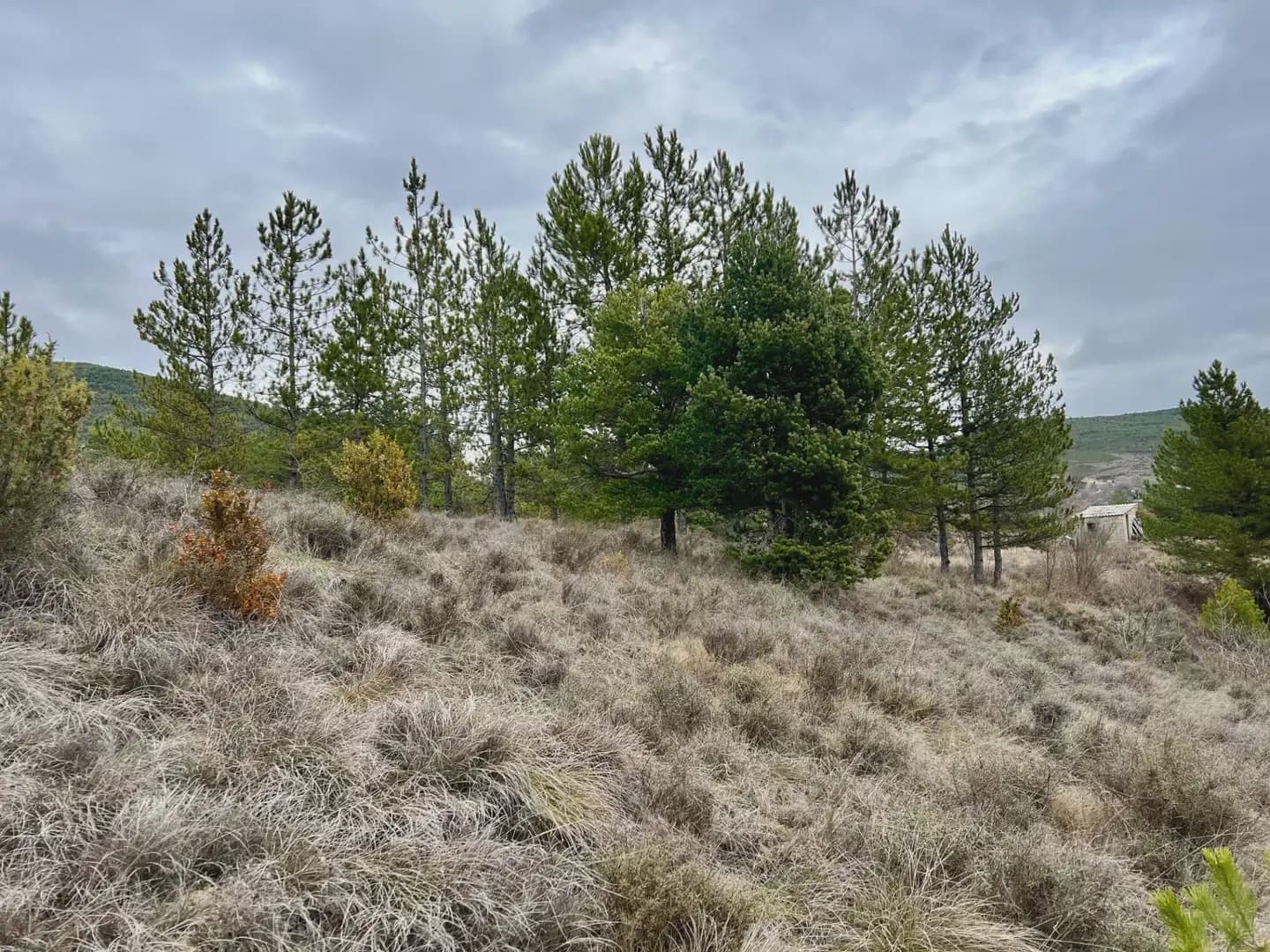 Terre non Aménagée à vendre à Jaca - 42 000 € (Ref: 9963507)