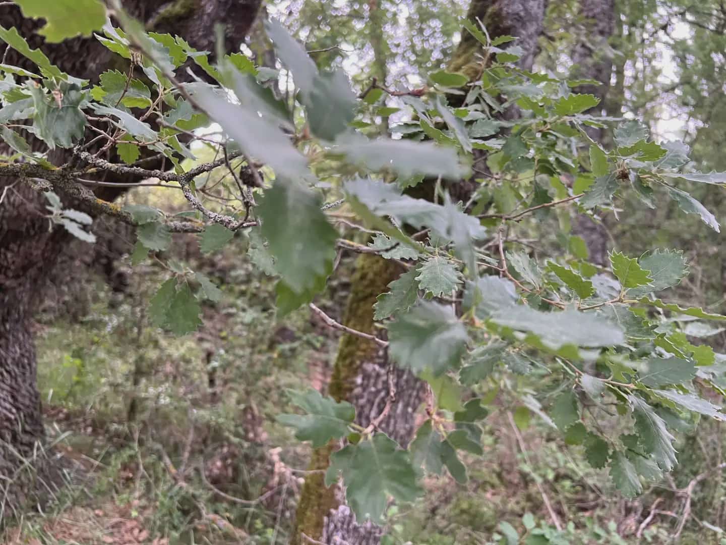 Terreno Não Urbanizado para venda em Jasa - 54 000 € (Ref: 9963514)