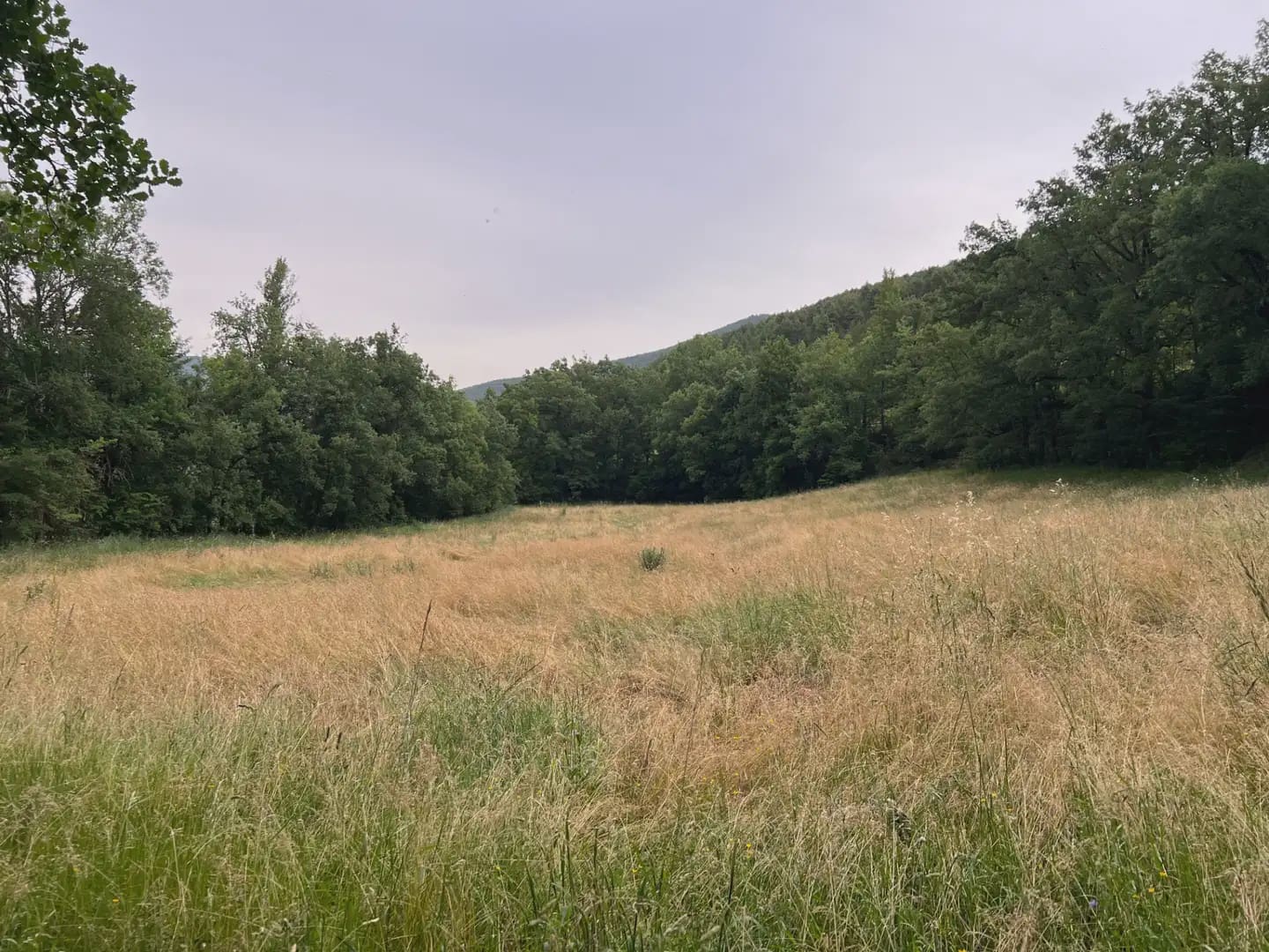 Terreno Não Urbanizado para venda em Jasa - 54 000 € (Ref: 9963514)