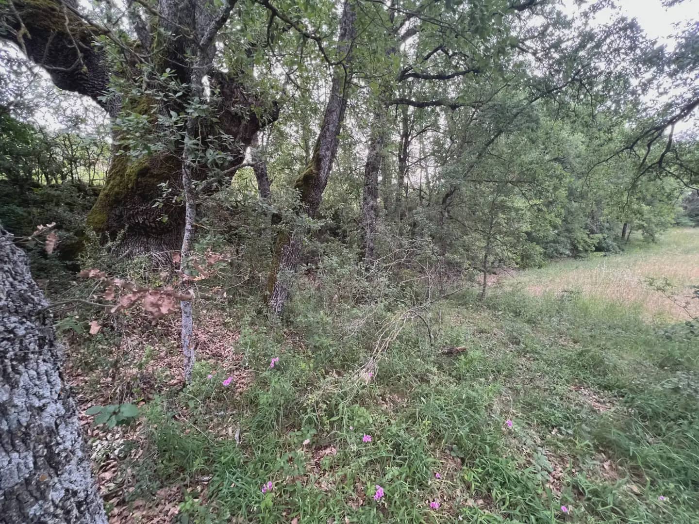 Terreno Não Urbanizado para venda em Jasa - 54 000 € (Ref: 9963514)